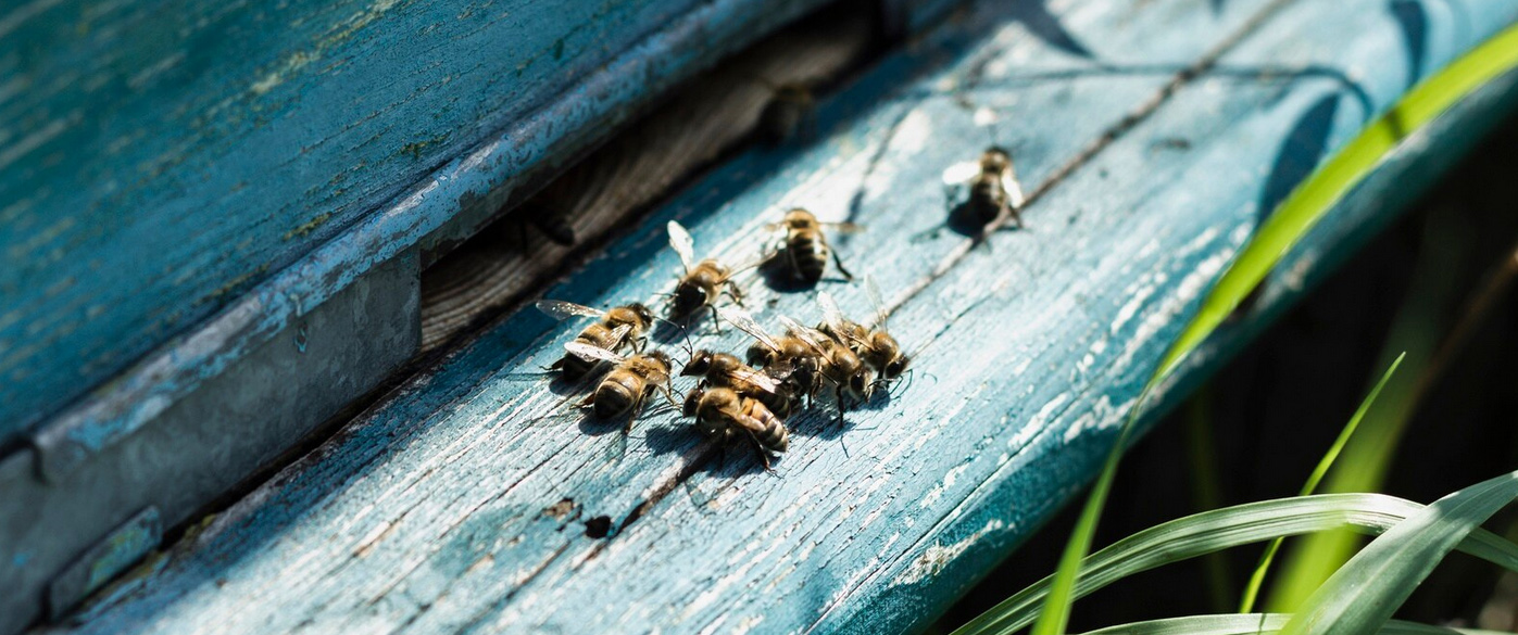 Urban Beekeeping: Saving the Bees One Rooftop at a Time