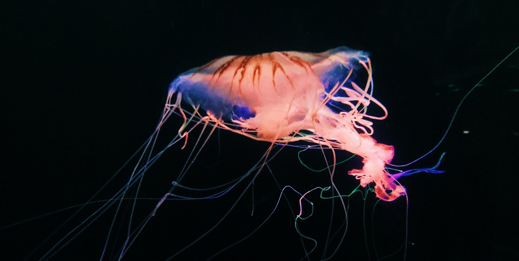 Bioluminescence: The Magical Glow of the Natural World