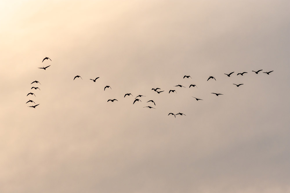 Why Do Animals Migrate? The Great Journeys of Nature