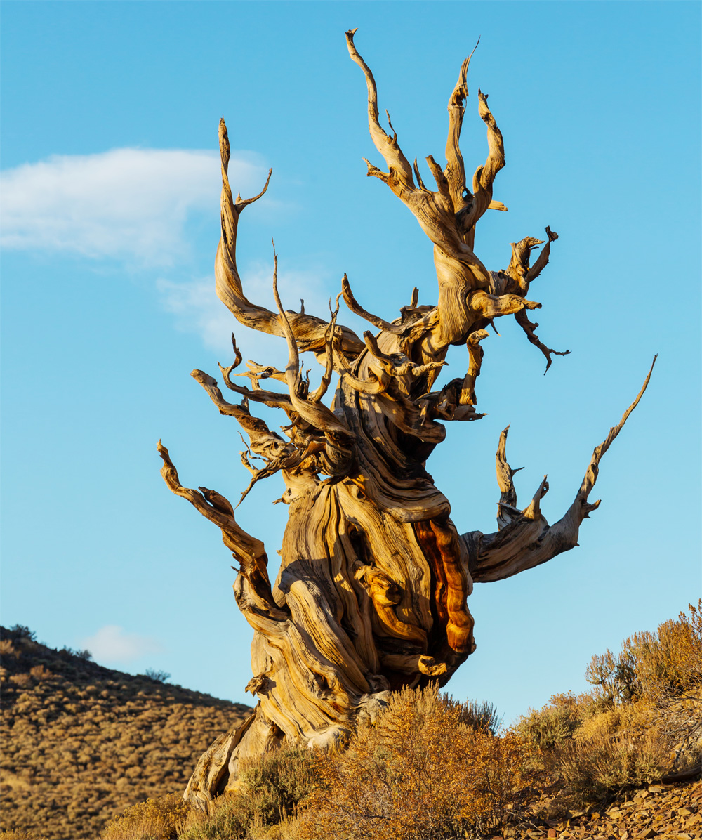 The World’s Oldest Living Things: What Can They Teach Us?